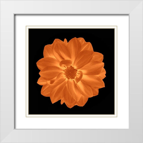 Sepia Floral IV White Modern Wood Framed Art Print with Double Matting by Greene, Taylor