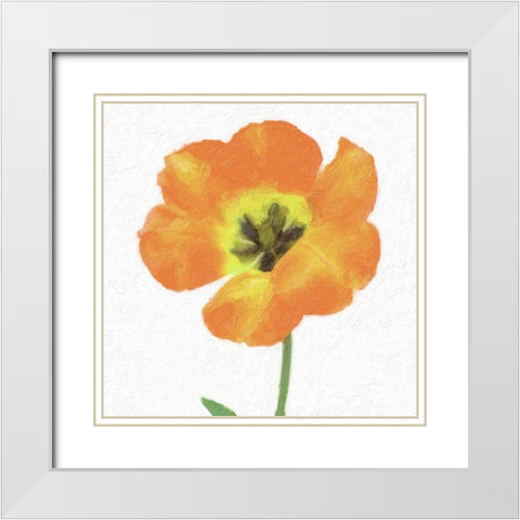 CIRCUS ROSE White Modern Wood Framed Art Print with Double Matting by Greene, Taylor