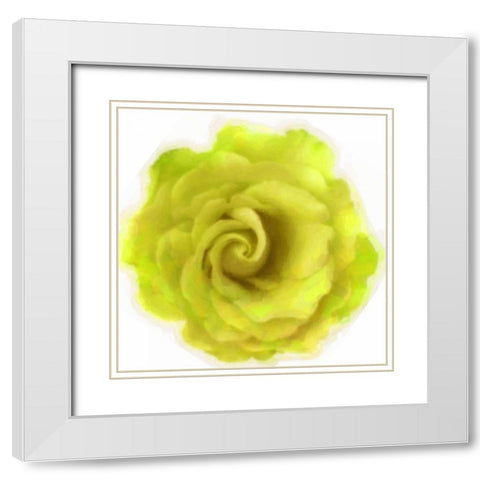 Yello Rose White Modern Wood Framed Art Print with Double Matting by Greene, Taylor
