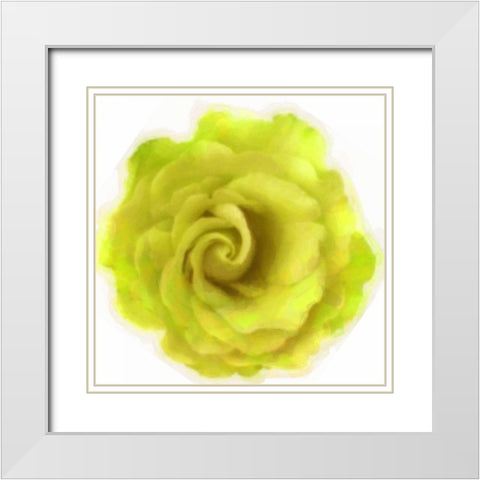 Yello Rose White Modern Wood Framed Art Print with Double Matting by Greene, Taylor