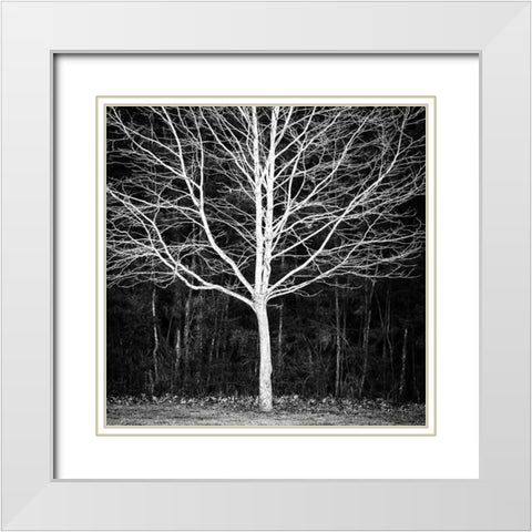 Winter Tree Square White Modern Wood Framed Art Print with Double Matting by Urban Epiphany
