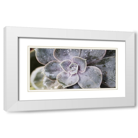 Succulent 1 White Modern Wood Framed Art Print with Double Matting by Brown, Victoria