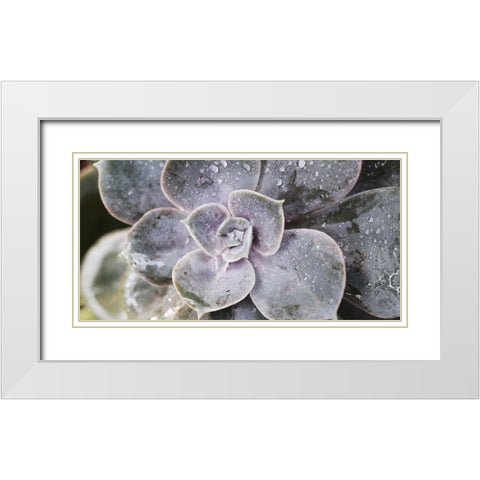Succulent 1 White Modern Wood Framed Art Print with Double Matting by Brown, Victoria