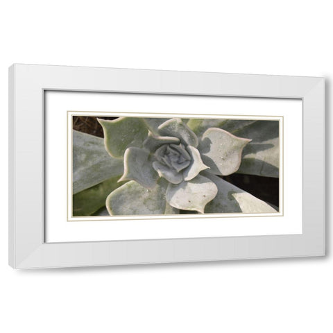 Succulent 2 White Modern Wood Framed Art Print with Double Matting by Brown, Victoria