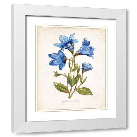 Botanical II White Modern Wood Framed Art Print with Double Matting by Nan
