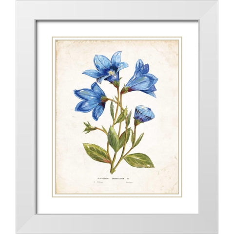 Botanical II White Modern Wood Framed Art Print with Double Matting by Nan