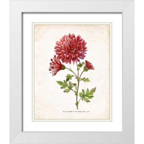 Botanical III White Modern Wood Framed Art Print with Double Matting by Nan