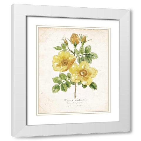 Botanical IV White Modern Wood Framed Art Print with Double Matting by Nan