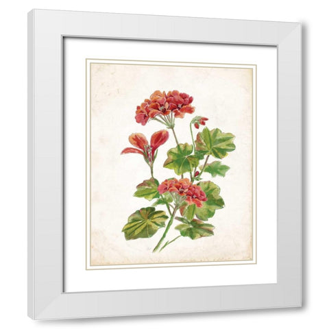 Scarlet Botanical II White Modern Wood Framed Art Print with Double Matting by Nan