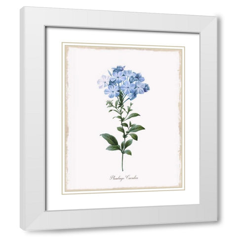 Cape Leadwort White Modern Wood Framed Art Print with Double Matting by Donovan, Kelly