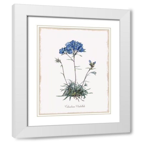 Caladrinia White Modern Wood Framed Art Print with Double Matting by Donovan, Kelly