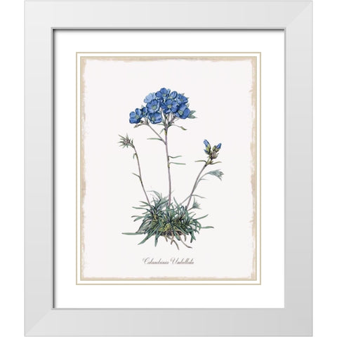 Caladrinia White Modern Wood Framed Art Print with Double Matting by Donovan, Kelly