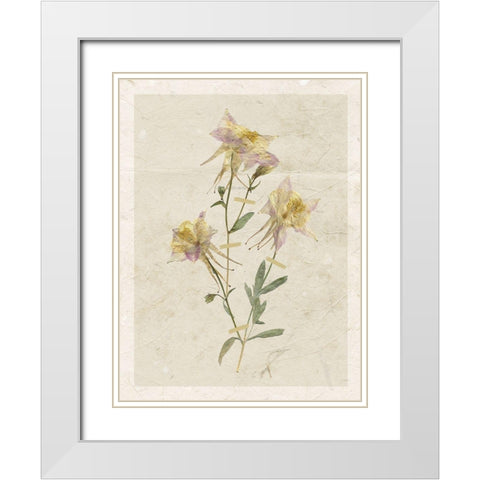 Pressed Columbine White Modern Wood Framed Art Print with Double Matting by Robinson, Carol