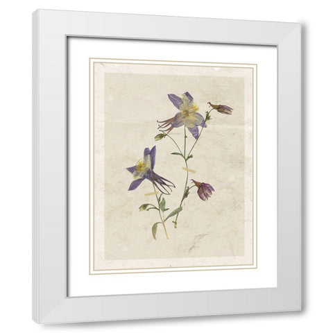 Pressed Columbine White Modern Wood Framed Art Print with Double Matting by Robinson, Carol