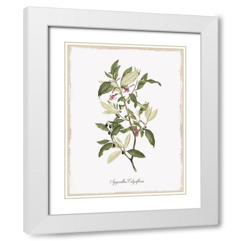 Botanical White Modern Wood Framed Art Print with Double Matting by Donovan, Kelly