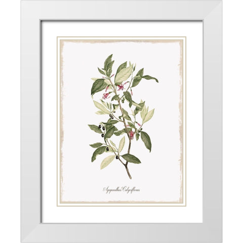 Botanical White Modern Wood Framed Art Print with Double Matting by Donovan, Kelly