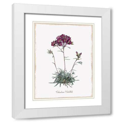 Botanical White Modern Wood Framed Art Print with Double Matting by Donovan, Kelly