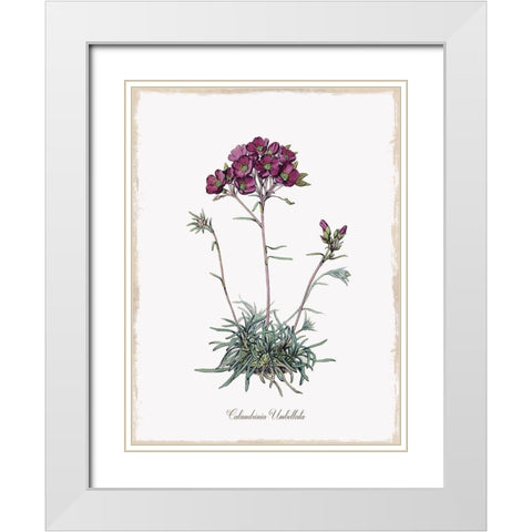 Botanical White Modern Wood Framed Art Print with Double Matting by Donovan, Kelly