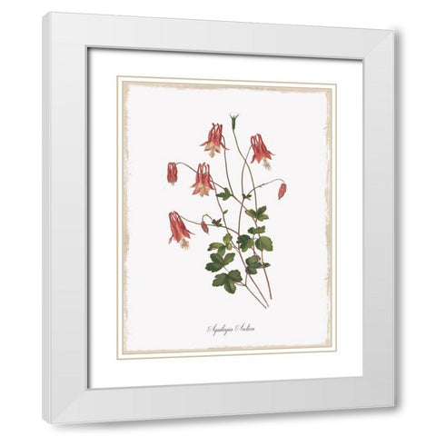 Botanical Columbine White Modern Wood Framed Art Print with Double Matting by Donovan, Kelly