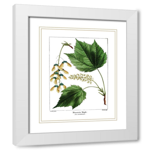Mountain Maple White Modern Wood Framed Art Print with Double Matting by Donovan, Kelly
