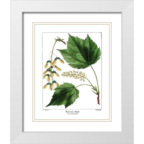 Mountain Maple White Modern Wood Framed Art Print with Double Matting by Donovan, Kelly