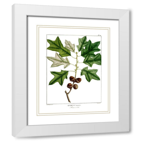 Bears Oak White Modern Wood Framed Art Print with Double Matting by Donovan, Kelly