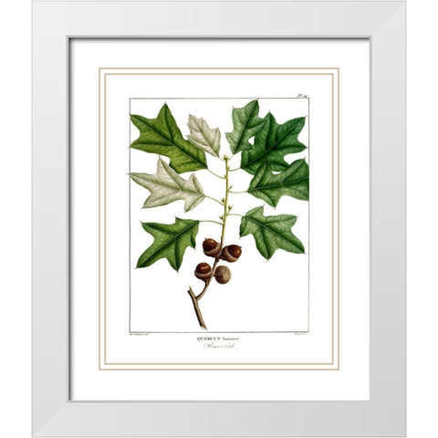Bears Oak White Modern Wood Framed Art Print with Double Matting by Donovan, Kelly