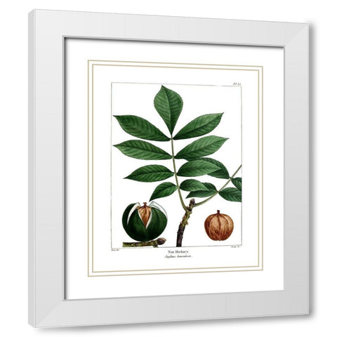 Nut Hickory White Modern Wood Framed Art Print with Double Matting by Donovan, Kelly