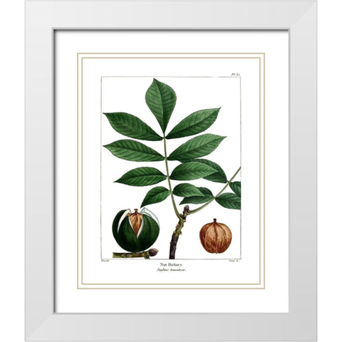 Nut Hickory White Modern Wood Framed Art Print with Double Matting by Donovan, Kelly