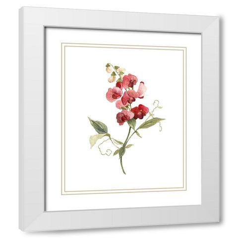 Scarlet Sweet Pea White Modern Wood Framed Art Print with Double Matting by Robinson, Carol