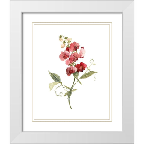 Scarlet Sweet Pea White Modern Wood Framed Art Print with Double Matting by Robinson, Carol