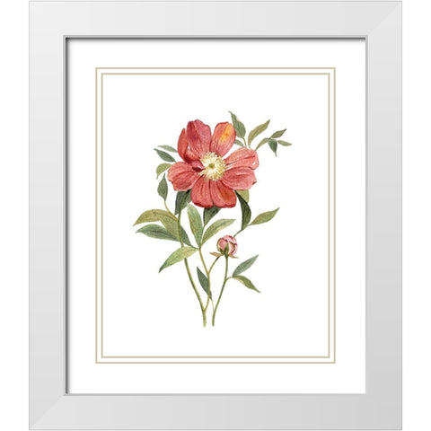 Scarlet Peony White Modern Wood Framed Art Print with Double Matting by Robinson, Carol