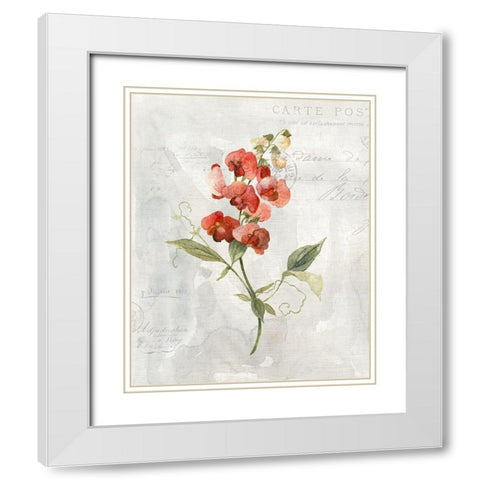 Linen Sweet Pea White Modern Wood Framed Art Print with Double Matting by Robinson, Carol