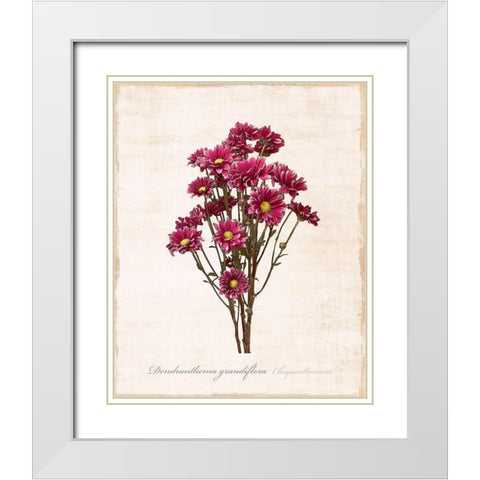 Sketchbook Chrysanthemum White Modern Wood Framed Art Print with Double Matting by Carpentieri, Natalie