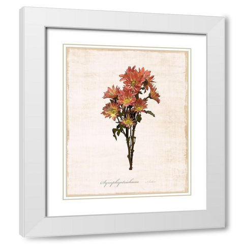 Sketchbook Aster White Modern Wood Framed Art Print with Double Matting by Carpentieri, Natalie
