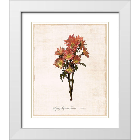 Sketchbook Aster White Modern Wood Framed Art Print with Double Matting by Carpentieri, Natalie