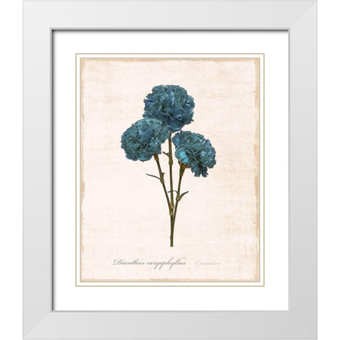 Sketchbook Carnation White Modern Wood Framed Art Print with Double Matting by Carpentieri, Natalie
