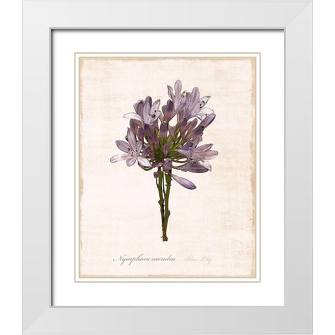 Sketchbook Lily White Modern Wood Framed Art Print with Double Matting by Carpentieri, Natalie