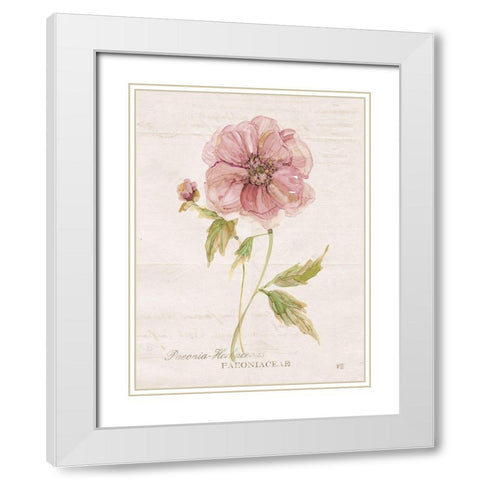 Soft Peony White Modern Wood Framed Art Print with Double Matting by Robinson, Carol