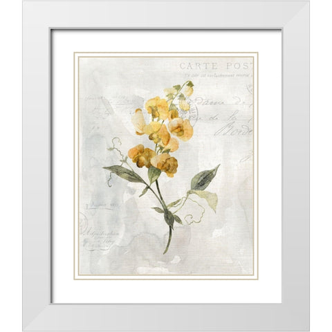 Canary Linen Sweetpea White Modern Wood Framed Art Print with Double Matting by Robinson, Carol