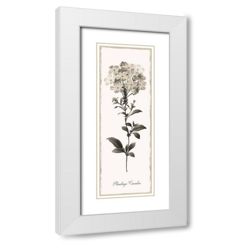 Slender Leadwort White Modern Wood Framed Art Print with Double Matting by Donovan, Kelly