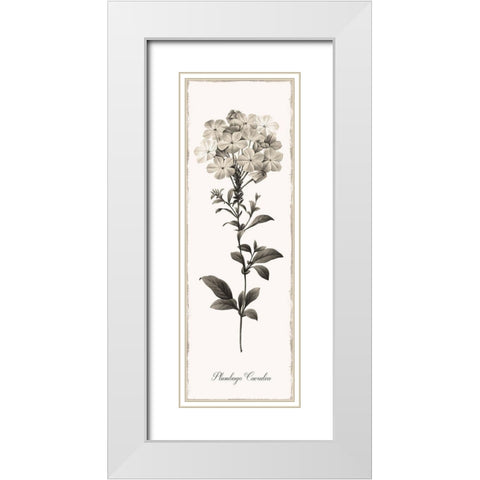 Slender Leadwort White Modern Wood Framed Art Print with Double Matting by Donovan, Kelly