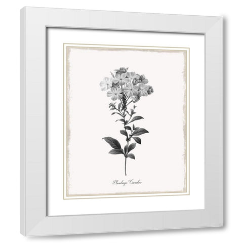 Simply Cape Leadwort White Modern Wood Framed Art Print with Double Matting by Donovan, Kelly