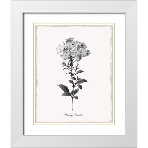 Simply Cape Leadwort White Modern Wood Framed Art Print with Double Matting by Donovan, Kelly