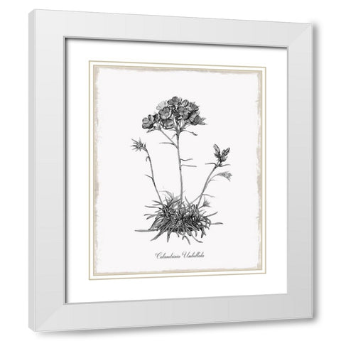 Simply Caladrinia White Modern Wood Framed Art Print with Double Matting by Donovan, Kelly