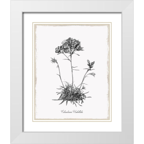 Simply Caladrinia White Modern Wood Framed Art Print with Double Matting by Donovan, Kelly