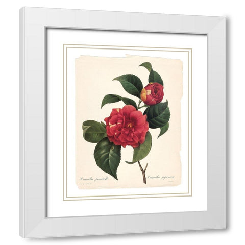Red Botanical I White Modern Wood Framed Art Print with Double Matting by Robinson, Carol