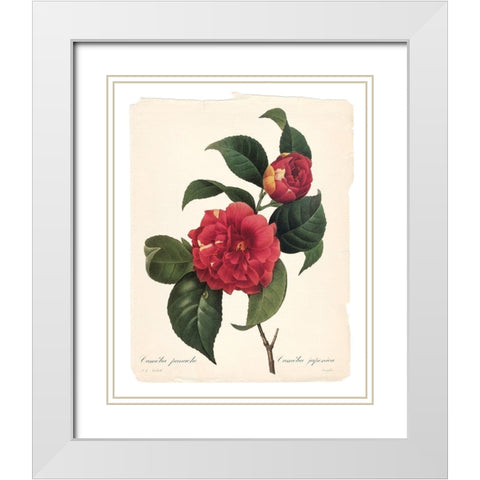 Red Botanical I White Modern Wood Framed Art Print with Double Matting by Robinson, Carol