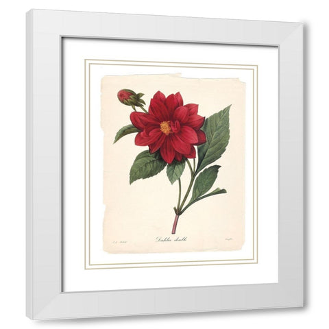 Red Botanical II White Modern Wood Framed Art Print with Double Matting by Robinson, Carol