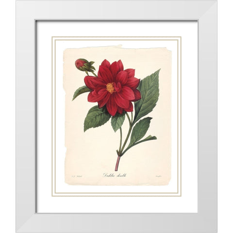 Red Botanical II White Modern Wood Framed Art Print with Double Matting by Robinson, Carol